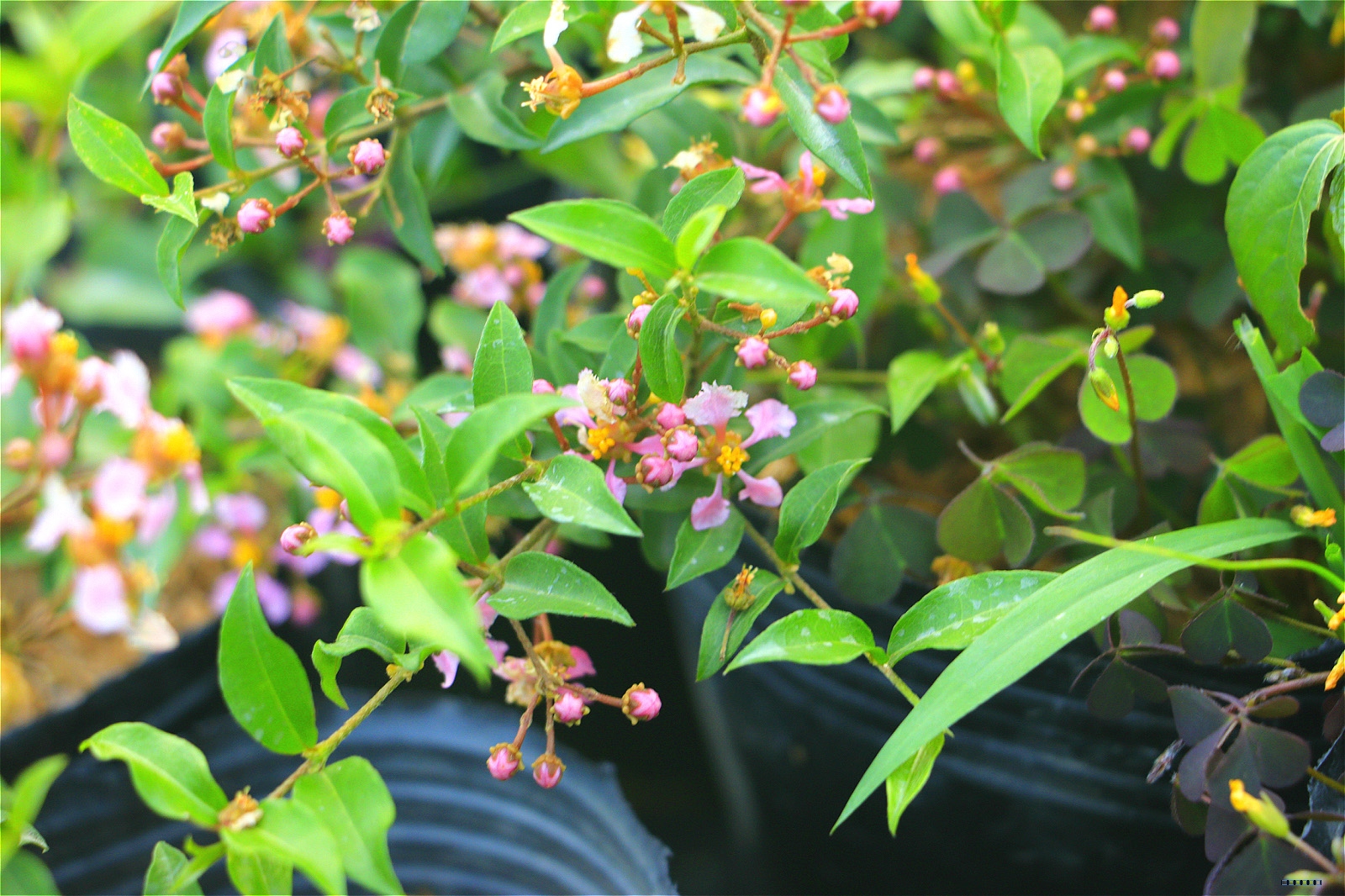 基地种植西印度樱桃苗