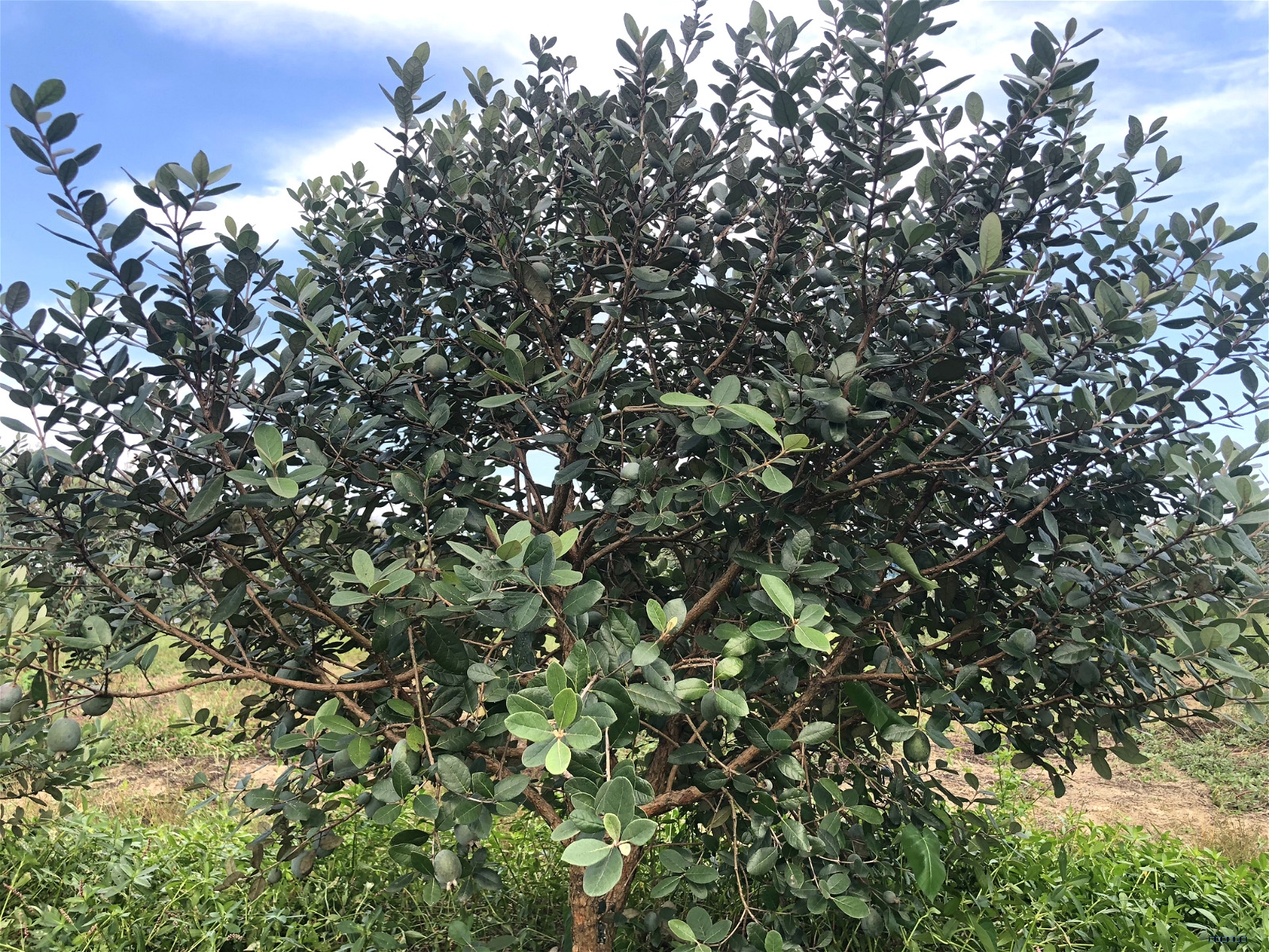 特色香化、绿化、常绿果树--菲油果